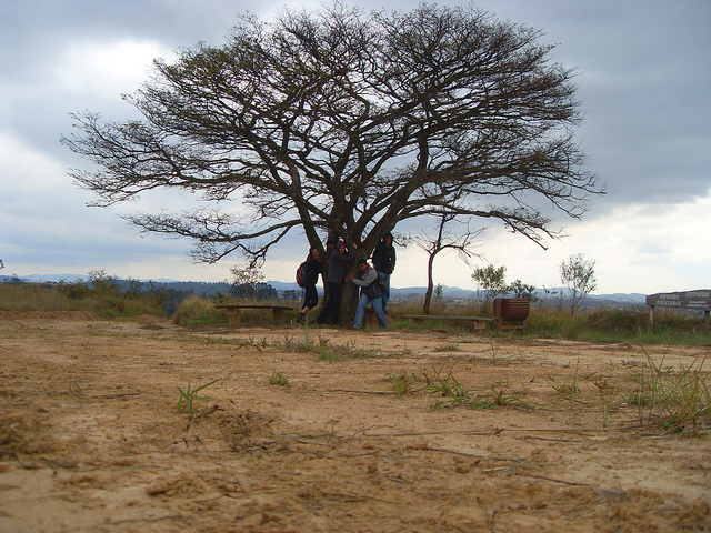 Copaíba - Árvore Solitária sendo abraçada
