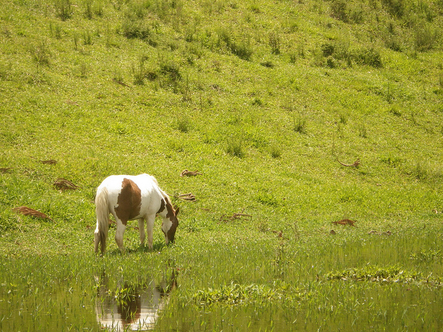 Cavalo pastando próximo ao lago
