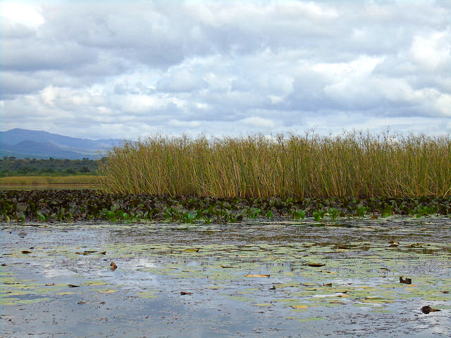 Pantanal Marimbus