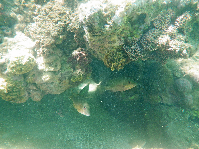 Alguns peixes e Recife de Coral - Ponta dos Castelhanos