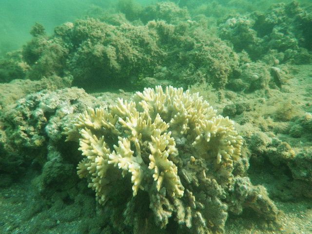 Belo coral em Moreré