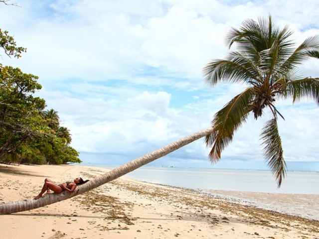 Coqueiro deitado - Ilha de Boipeba