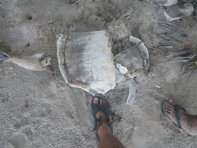 Restos de uma tartaruga marinha em Moreré
