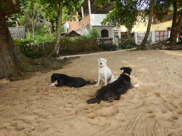Cachorros da Praia das Palmas
