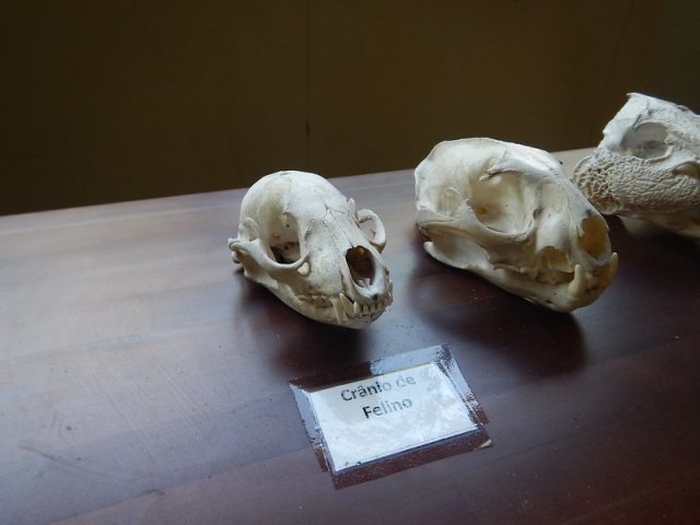 Cranio de felino no museu da Ilha do Cardoso