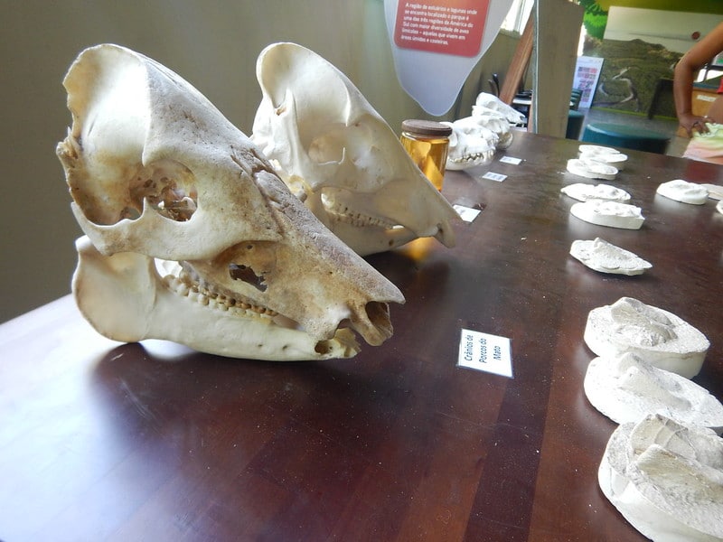 Crânio de Porco do Mato no Museu de Ilha do Cardoso