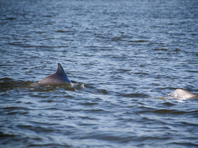 Dois golfinhos bem pertinho