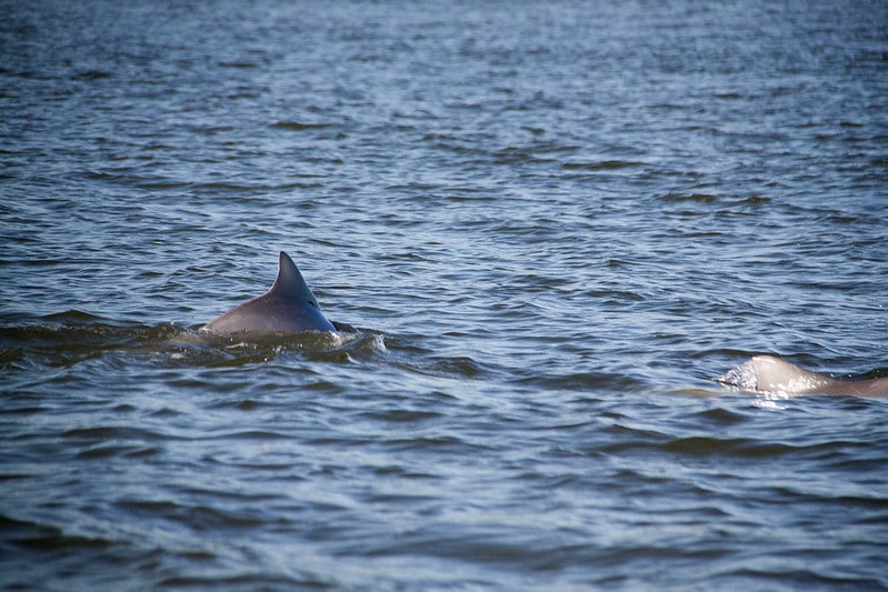 Dois golfinhos bem pertinho