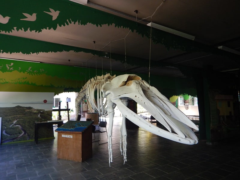 Esqueleto de baleia no museu