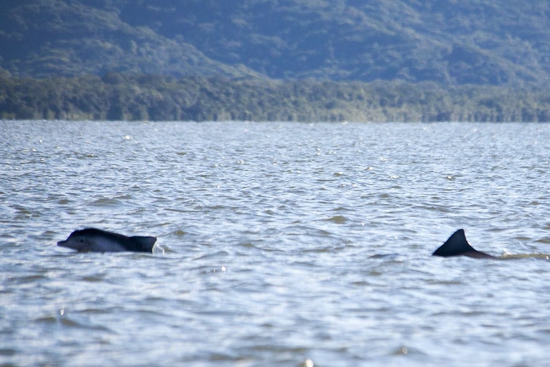 Golfinhos em Ilha do Cardoso