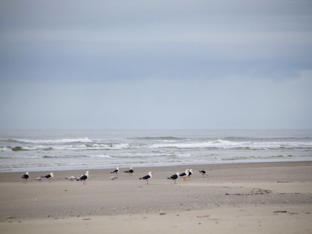Algumas gaivotas na praia