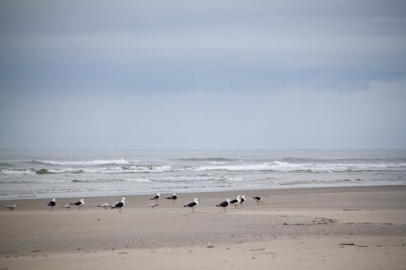 Algumas gaivotas na praia