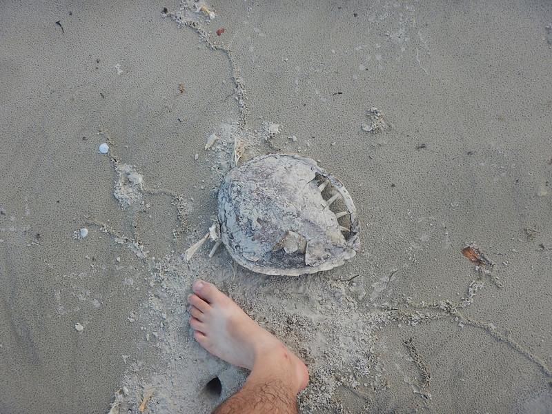 Carapaça de tartaruga marinha – Praia do Cambriú