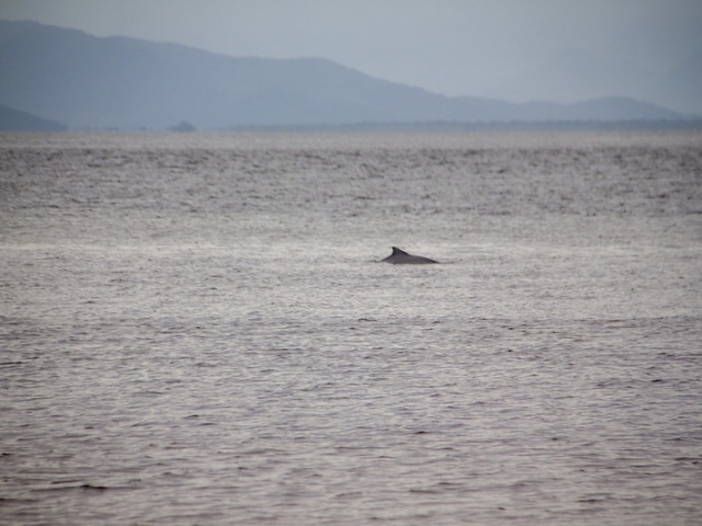 Dorso de um golfinho – Ilha do Mel