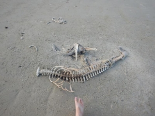 Esqueleto de golfinho – Praia do Cambriú