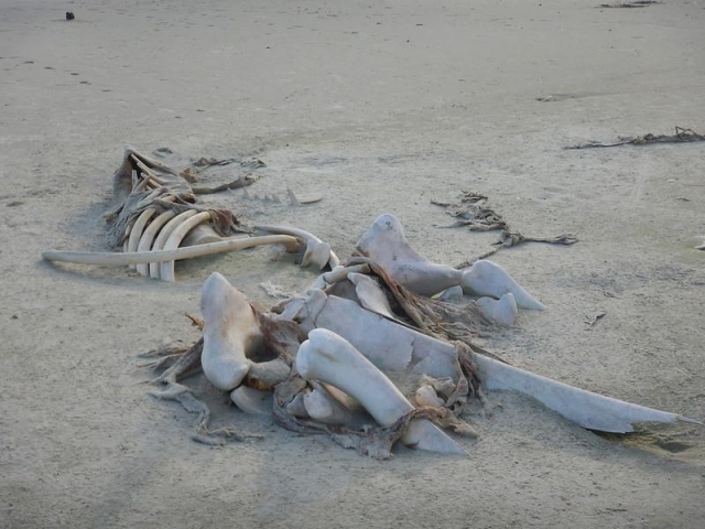Ossos de filhote de baleia – Praia do Cambriú